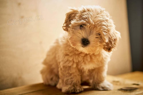 Ohromuj�c� �t��ata Maltipoo.