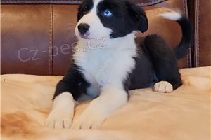 �t��ata border kolie.