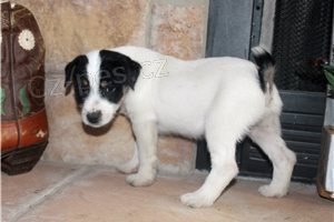 �t��ata Jack Russel teri�ra.