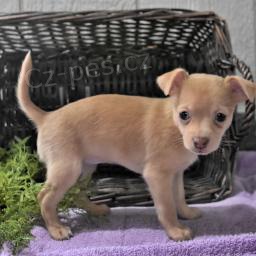 Chihuahua �t��ata.,