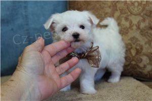 Kr�sn� maltsk� �t���tka.