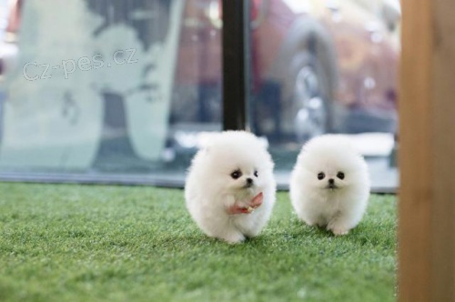 Pomeransk� �t��ata.