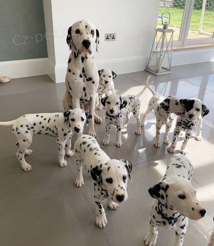 Reg Dalmatian �t��ata.