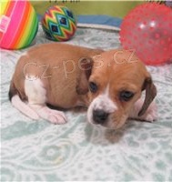 2 �istokrevn� �t��ata b�gl�.