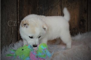 Hrav� �t���tka Shiba Inu.