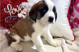 St Bernard �t��ata.