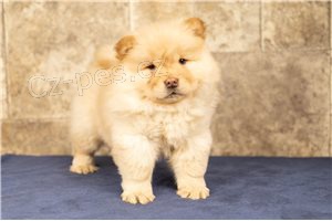 Chow Chow �t��ata.