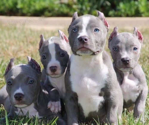 �t��ata American Bully.