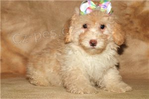 �t��ata pudl�.