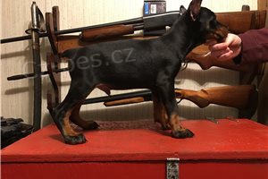 Rodokmen �t��ata Dobermann.