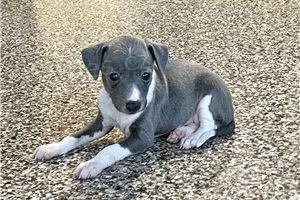 �t��ata italsk�ho greyhounda.