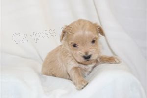 Ohromuj�c� �t��ata Maltipoo.
