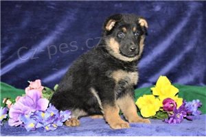 Sladk� �t��ata n�meck�ho ov��ka.