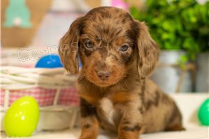 Kr�sn� �t��ata jezev��ka.