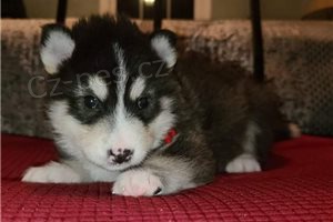 Roztomil� �t��ata Alaskan Malamute.