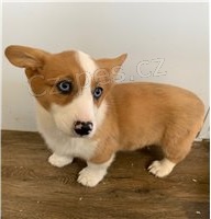 Welsh Corgi Cardigan tata.