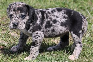 Roztomil� �t��ata Great Dane.