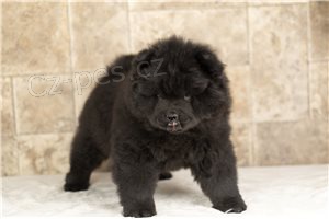 Roztomil� �t��ata Chow Chow.