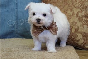 Kr�sn� maltsk� �t���tka.,