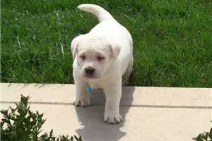 Kr�sn� �t��ata Labradoru.