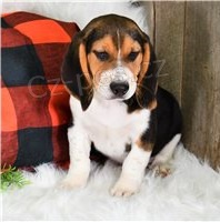 Ohromuj�c� �t��ata Beagle.