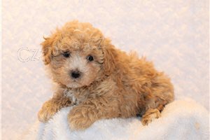 Ohromuj�c� �t��ata Maltipoo.