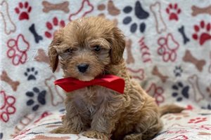 �ist� �t��ata Cavapoo.