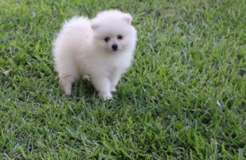 Sladk� pomeransk� �t��ata.