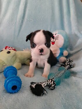 Sladk� roztomil� �t��ata Boston teri�ra.