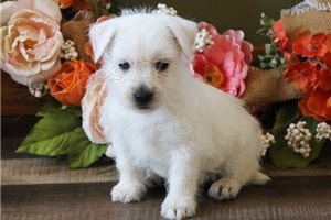 Roztomil� �t��ata West Highland White Terrier.