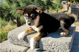 Rozko�n� �t��ata Shiba Inu.