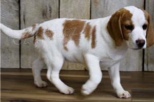 Ohromuj�c� �t��ata Beagle.