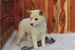 Kr�sn� �t���tka Shiba.