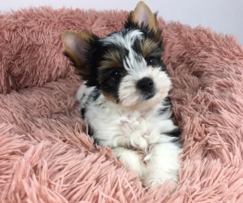 �t��ata Biewer mini jork��rsk�ho teri�ra k adopci.