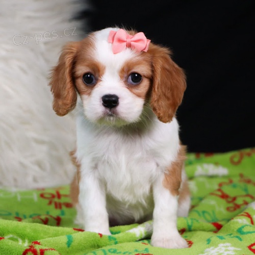 zdrav� a o�kovan� �t��ata Kaval�r King Charles Spaniel k adopci.