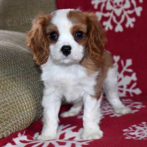 zdrav� a o�kovan� �t��ata Kaval�r King Charles Spaniel k adopci.