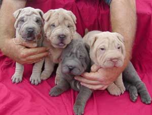 Kr�sn� a zdrav� �t���tka shar-pei k ADOPCI.