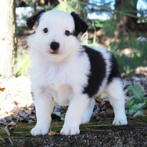 Kr�sn� a zdrav� �t��ata australsk�ho ov��ka k adopci