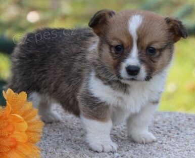 kr�sn� a and�lsk� �t���tka Pembroke Welsh Corgi k adopci.