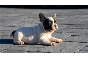 �t��ata francouzsk�ho buldo�ka.