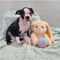 �t��ata Bostonsk�ho teri�ra.