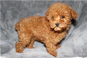 Kr�sn� �t���tka pudl�.