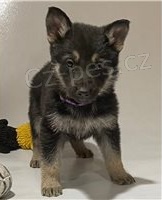 �t��ata n�meck�ho ov��ka.