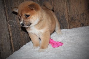 Roztomil� �t���tka Shiba Inu.