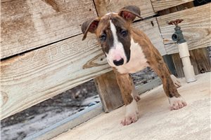 ڞasn� �t��ata b���ho teri�ra.