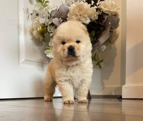 ڞasn� �t��ata Chow Chow.