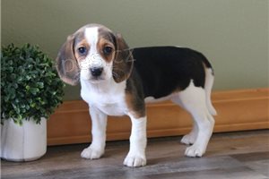 Kr�sn� �t���tka b�gl� p�ipravena.