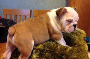 Inteligentn� �t��ata anglick�ho buldoka.