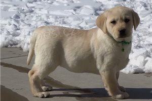 Inteligentn� �t��ata labrador�.