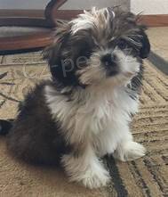Shih Tzu �t��ata.